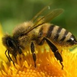 Pszczoly
